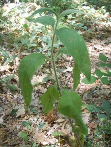 Pianta di sottobosco - Eupatorium cannabinum
